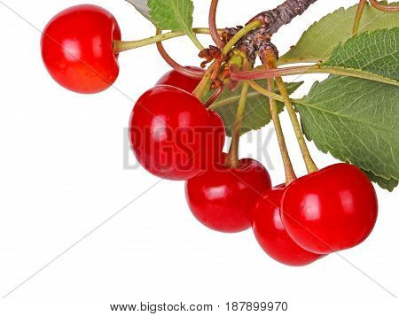 Branch with several leaves and ripe red fresh fruits of sour cherry (Prunus cerasus) isolated against a white background