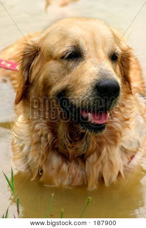 Natte Gouden Retriever In vijver