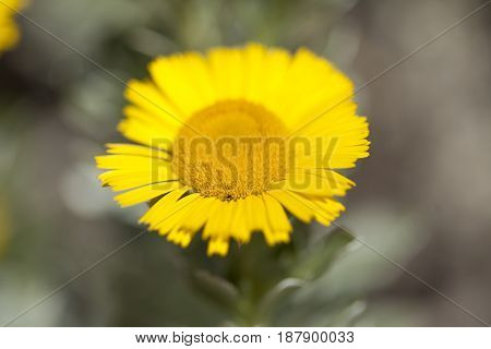 flowering yellow Asteriscus plant natural floral background