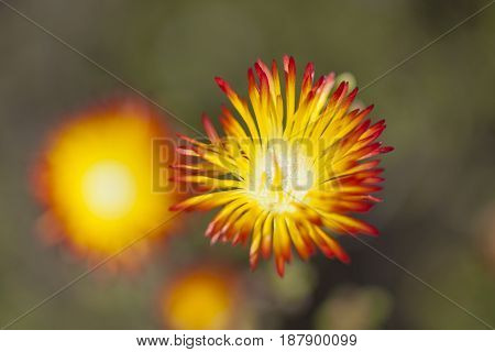 red and yellow Drosanthemum bicolor succulent plant flowering