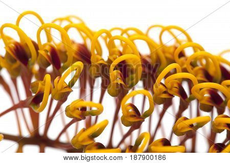 Flowers Of Grevillea Robusta