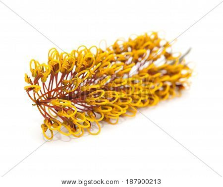 Flowers Of Grevillea Robusta
