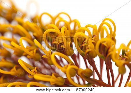 Flowers Of Grevillea Robusta