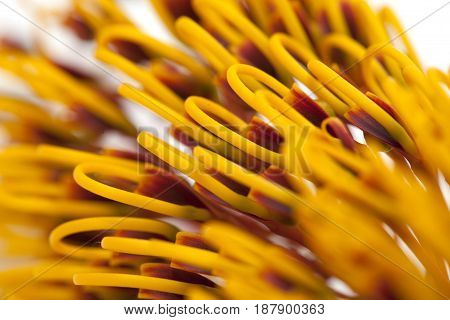 Flowers Of Grevillea Robusta