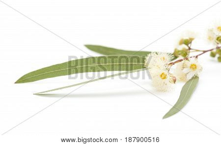 Flowering Eucalyptus Camaldulensis