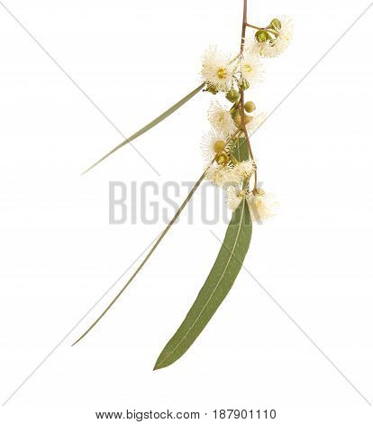 Flowering Eucalyptus Camaldulensis