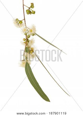 Flowering Eucalyptus Camaldulensis