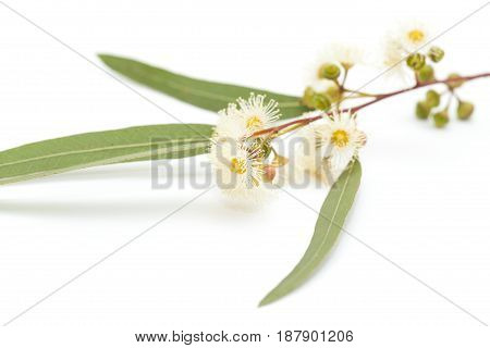 Flowering Eucalyptus Camaldulensis