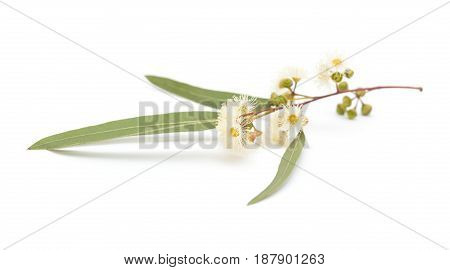 Flowering Eucalyptus Camaldulensis