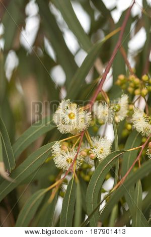 flowering pale Eucalyptus camaldulensis natural floral background