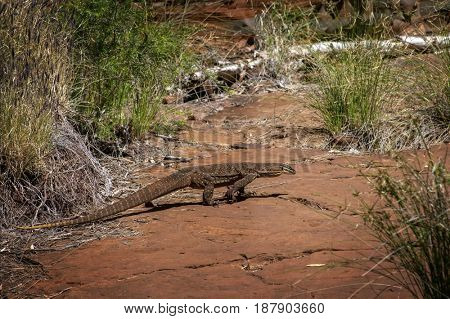 Sand goanna at rocky ground in Western Australia 