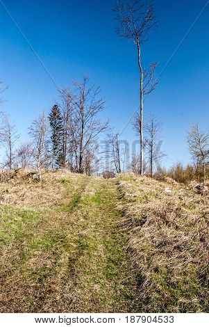 Pavlov vrch hill above Turzovka in Javorniky mountains in Slovakia covered by grass with isolated trees pathway and clear sky