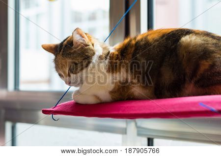 Three Colored Domestic Cat Sleeping On A Red Pillow In Front Of The Window