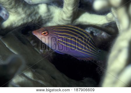 A Six Line Wrasse, (Pseudocheilinus hexatina) hiding in coral branches at the Kwajalein Atoll in the Pacific