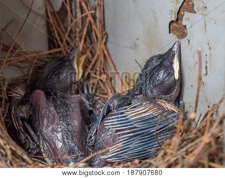 closeup of Baby Pigeon Nest in load panel box