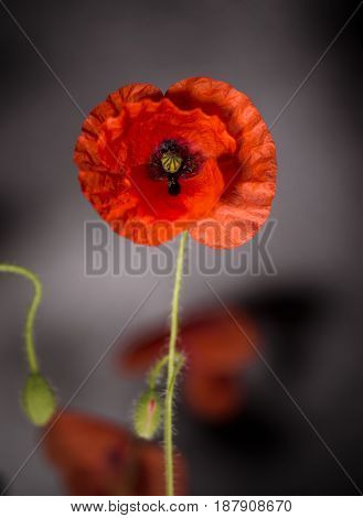 Poppy Flowers, Poppy, Motley Poppy Flowers