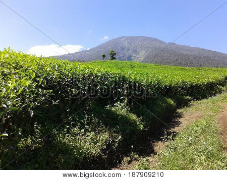 Expanse of tea gardens on the slopes of Mount Kawi. 2015 May, 17