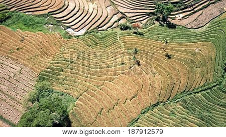Aerial view of rice terraces in harvest season. Bohol, Philippines, April 2017.