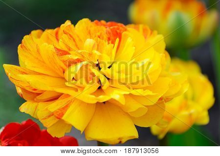 Multilobed, Terry  Yellow And Orange Tulip In A Spring Garden.