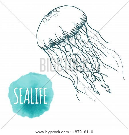 Hand drawn sketch isolated jellyfish, marine animals - Stock Vector illustration