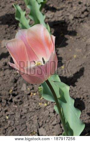 Single Subdued Pink Flower Of Tulip In Spring