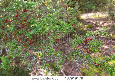 Soft focus of Mountain Currant, shiny red berry fruit on Coprosma nitida in Tasmania. ItÃ¢??s endemic to Australia. 