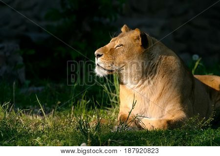 An adult lion. The lioness lies on the green grass and looks to the left. Eyes are covered. Dark background.