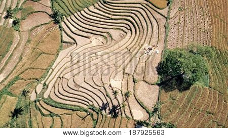 Aerial view of rice terraces in harvest season. Bohol, Philippines, April 2017.