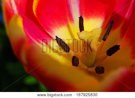 flower Tulip stamens in macro Large stamens