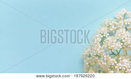 Spring White flowers on a blue background. Soft focus