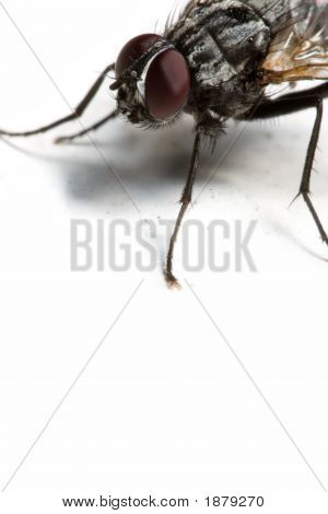 Mosca doméstica