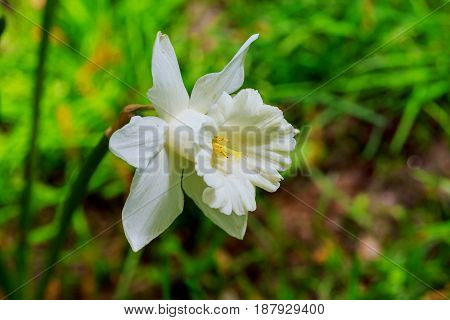 The first spring flowers. Daffodil on a sunny day in the garden.