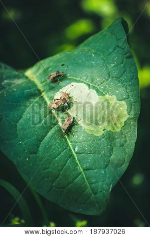 Sloe bugs (Dolycoris baccarum) on a burdock leaf. Stinkbug on green leaf in the wild. Macro of pest bug on green leaf.