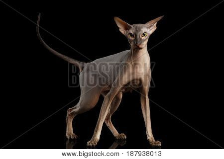 Peterbald naked Cat Standing in attack Pose on isolated black background, front view