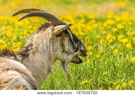Horned goat. Portrait in profile of a bleating goat.