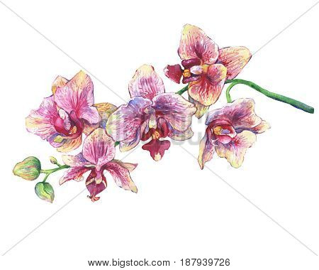 The branch of blossoming tropical pink flowers orchids, close-up ( Phalaenopsis, orchis). Hand drawn watercolor painting illustration on white background.