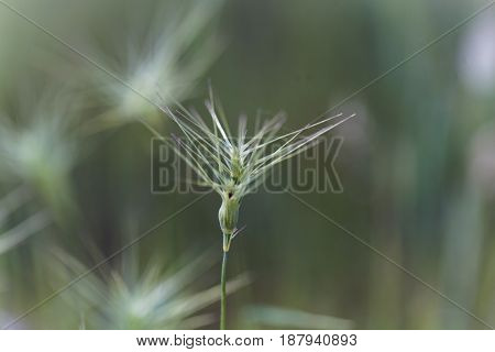 Spike of ovate goatgrass (Aegilops geniculata) from the Mediterranean region.