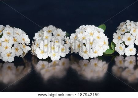 Small white flowers isolated on black background