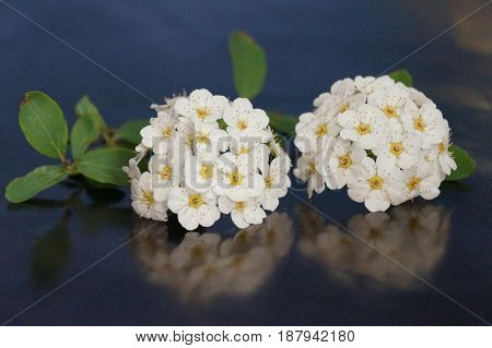 Small white flowers isolated on black background