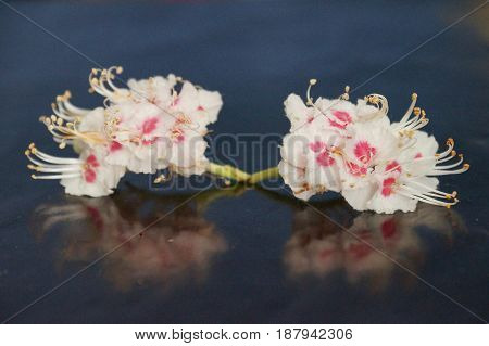 Small white flowers isolated on black background