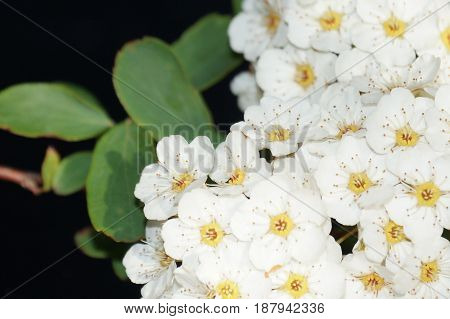 Small white flowers isolated on black background
