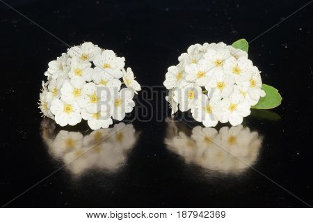 Small white flowers isolated on black background