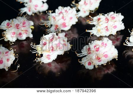 Small white flowers isolated on black background