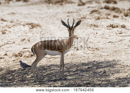Dorcas gazelle (Gazella dorcas) inhabits desert areas of Africa and Middle East