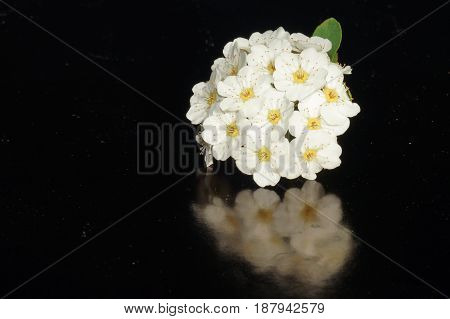 Small white flowers isolated on black background
