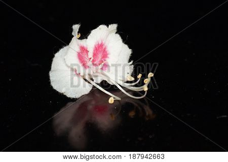 Small white flowers isolated on black background