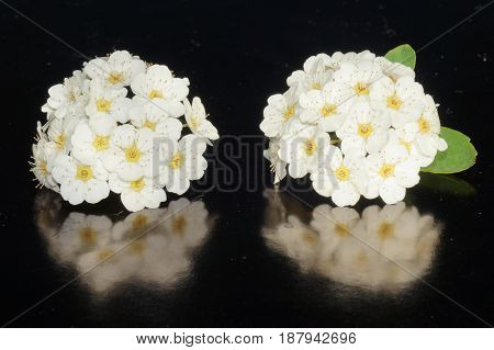 Small white flowers isolated on black background
