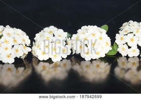 Small white flowers isolated on black background