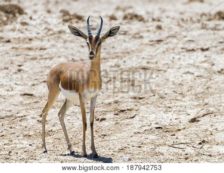 Dorcas gazelle (Gazella dorcas) inhabits desert areas of Africa and Middle East