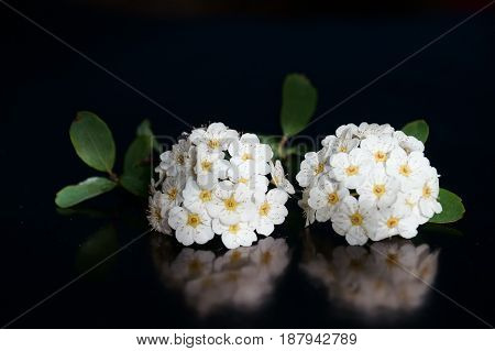 Small white flowers isolated on black background